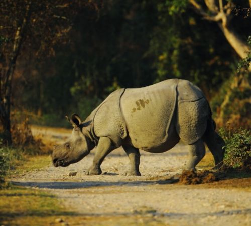 One Horned Rhino, Kaziranga